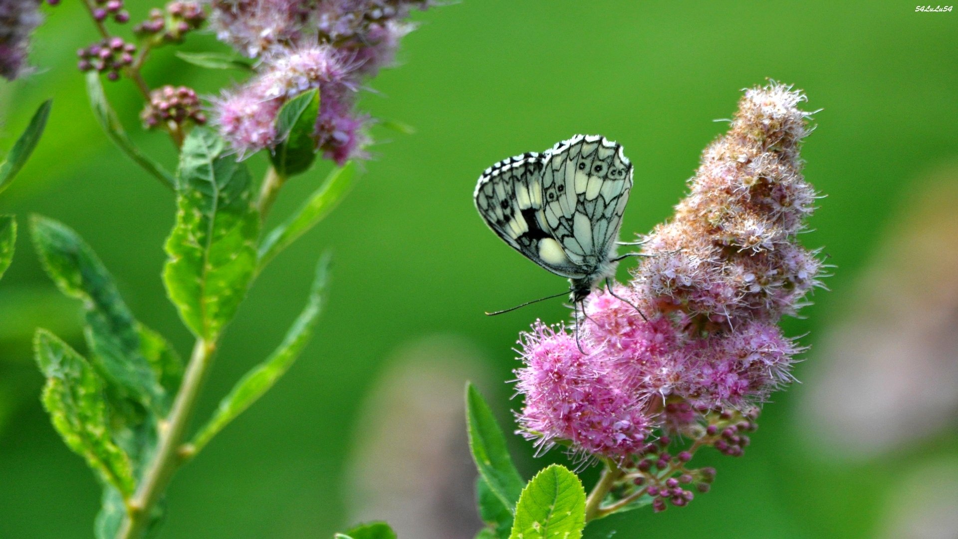 Fonds d'cran Animaux Insectes - Papillons 