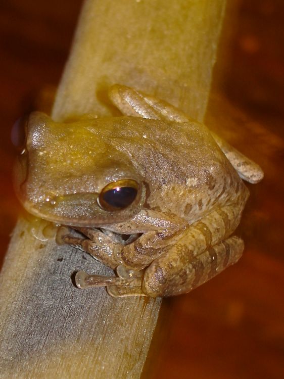 Fonds d'cran Animaux Grenouilles - Crapauds little frog!!