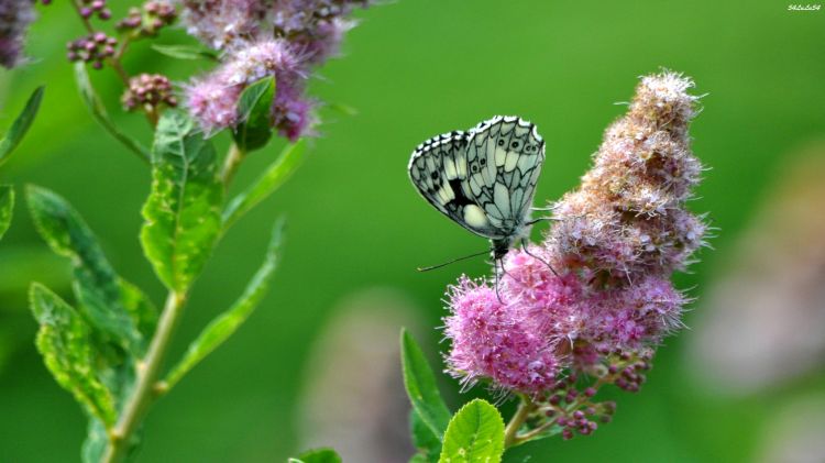 Fonds d'cran Animaux Insectes - Papillons Wallpaper N295314