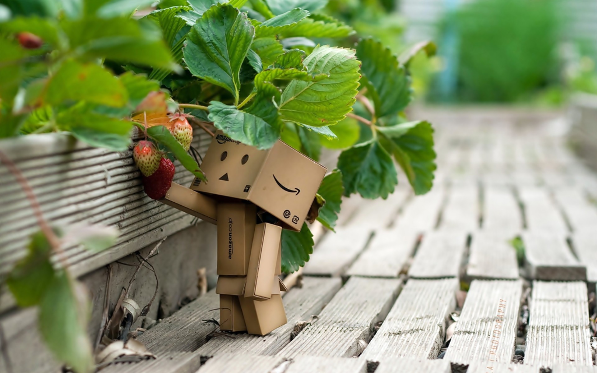 Wallpapers Objects Danbo Danbo powa !