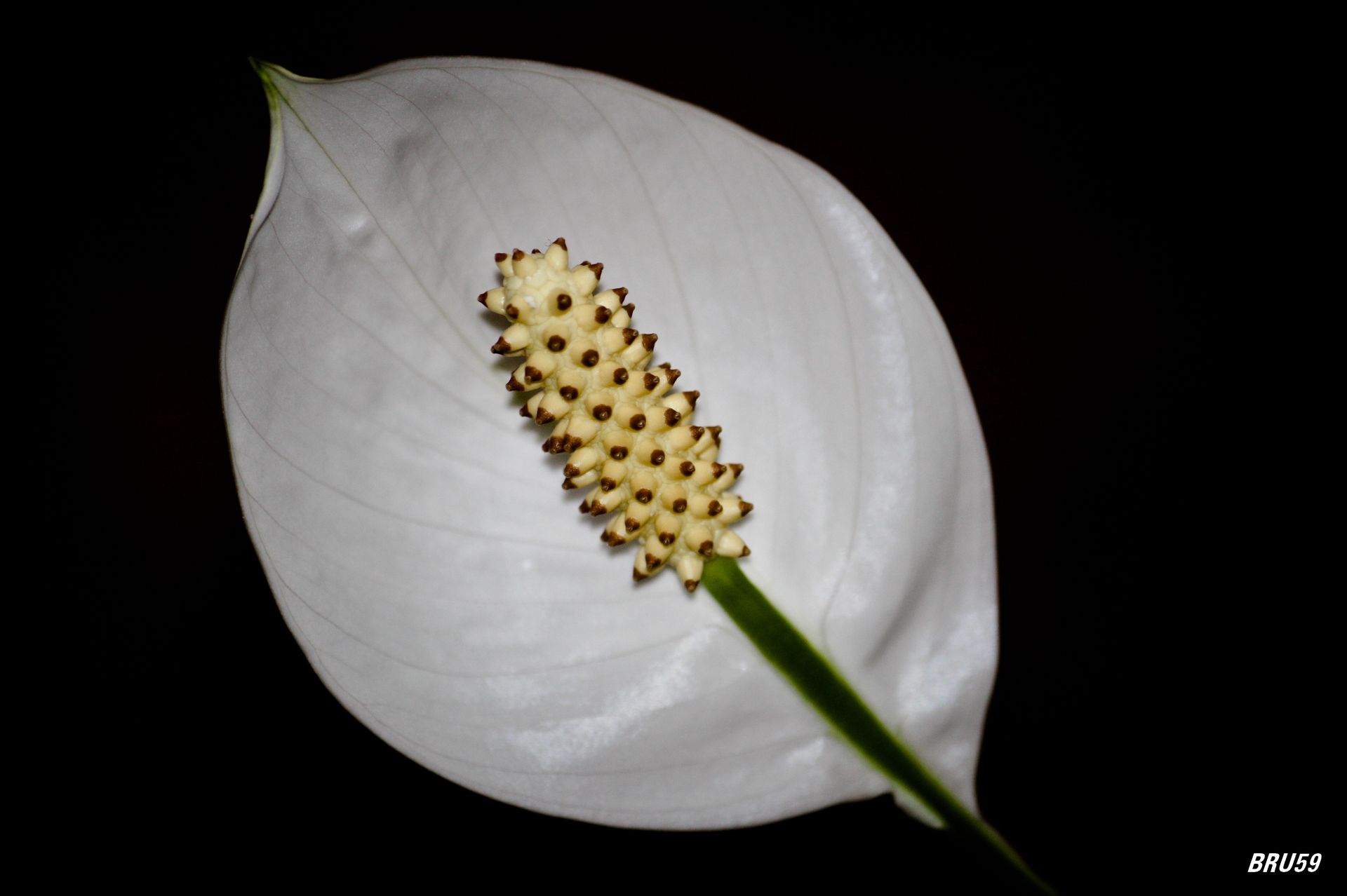 Fonds d'cran Nature Fleurs Fleur