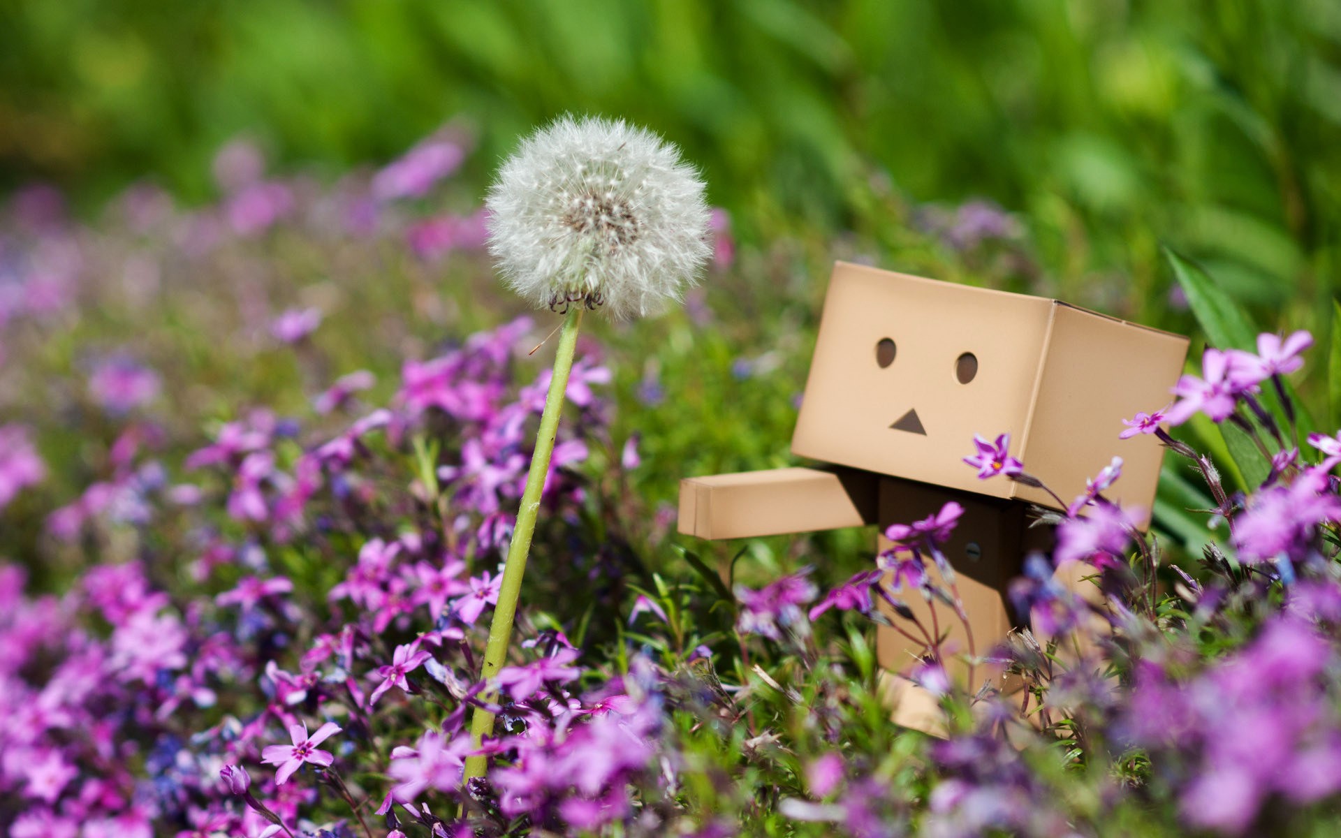 Fonds d'cran Objets Danbo Danbo powa !