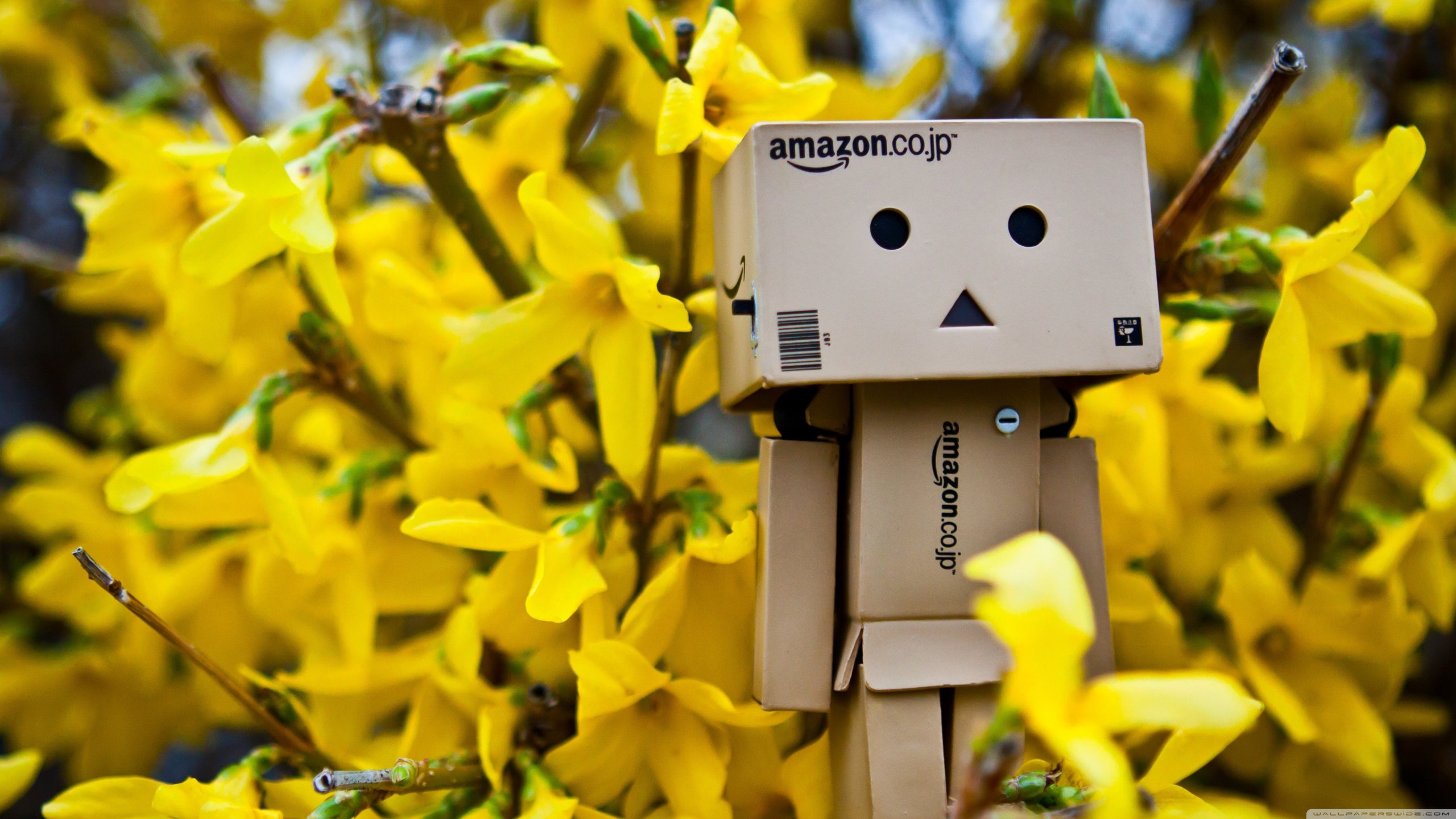 Wallpapers Objects Danbo Danbo powa !