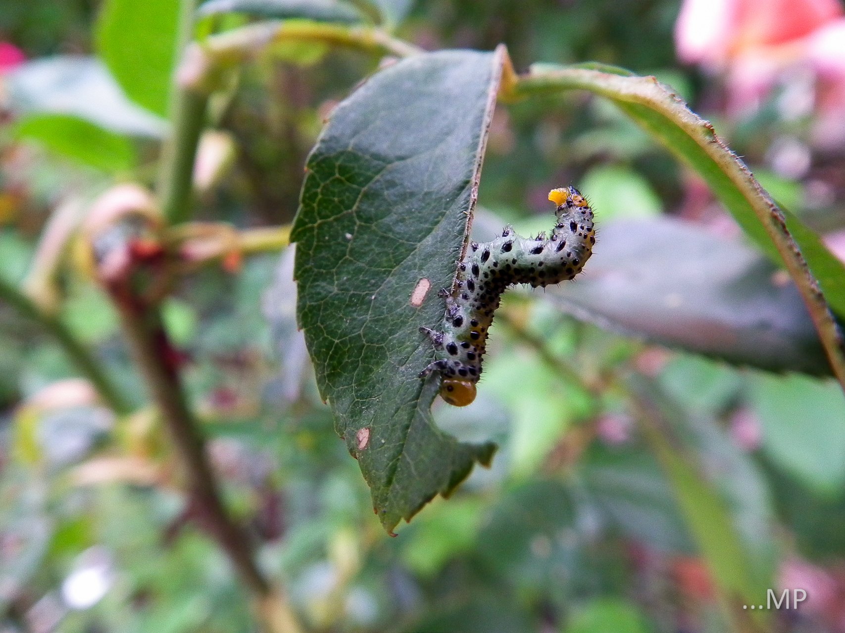 Fonds d'cran Animaux Insectes - Chenilles 