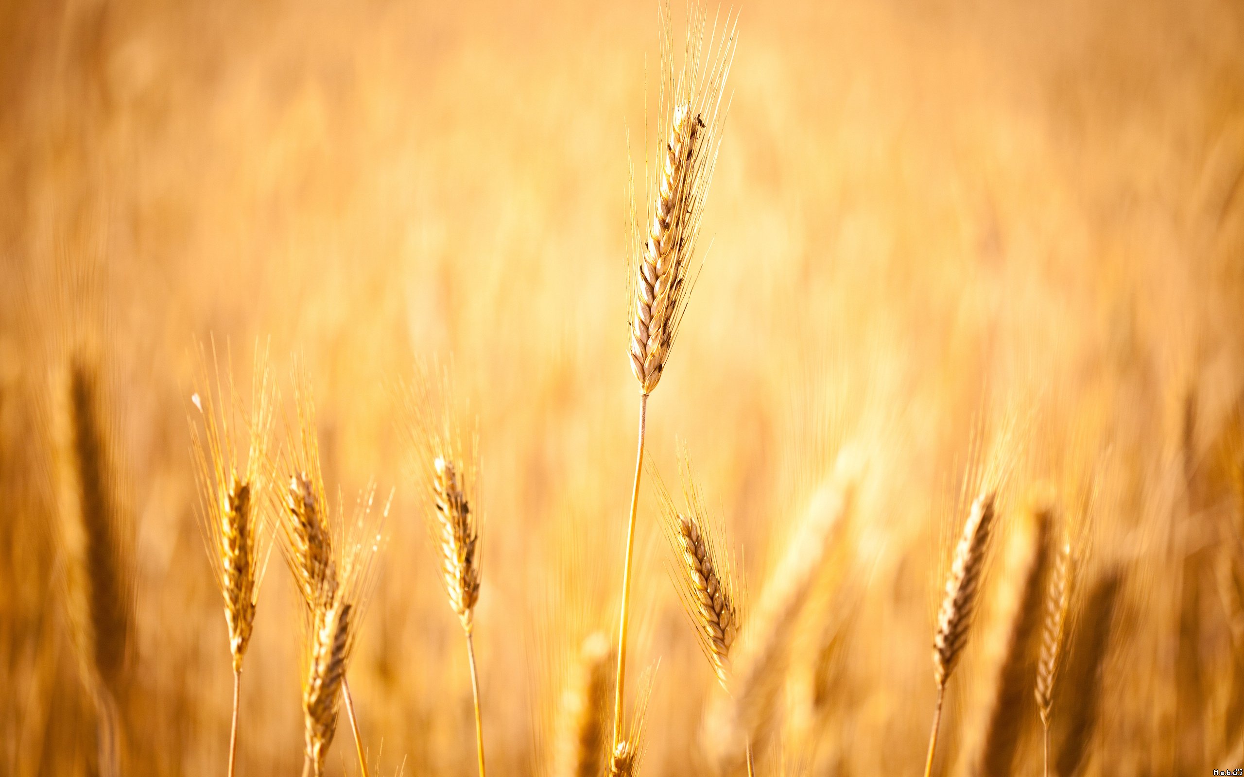 Fonds d'cran Nature Champs - Prairies 