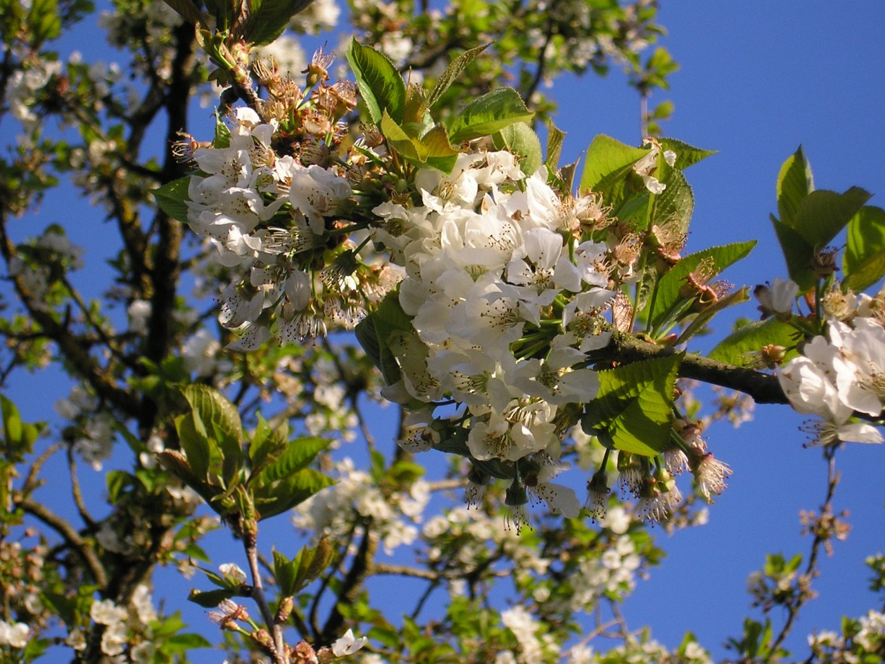 Fonds d'cran Nature Fleurs Cerisier en fleur