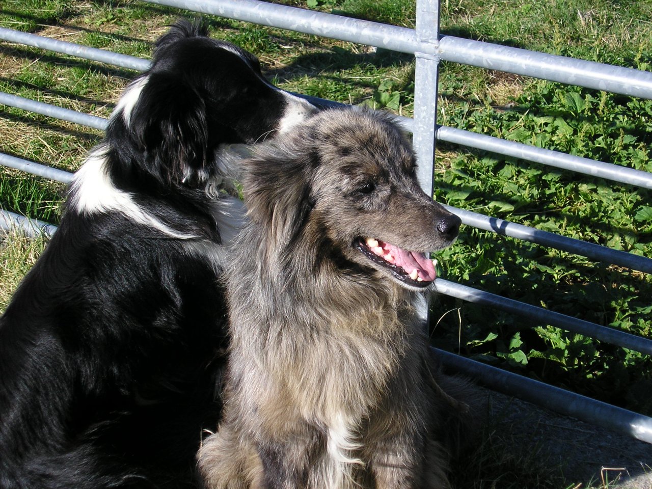 Fonds d'cran Animaux Chiens 