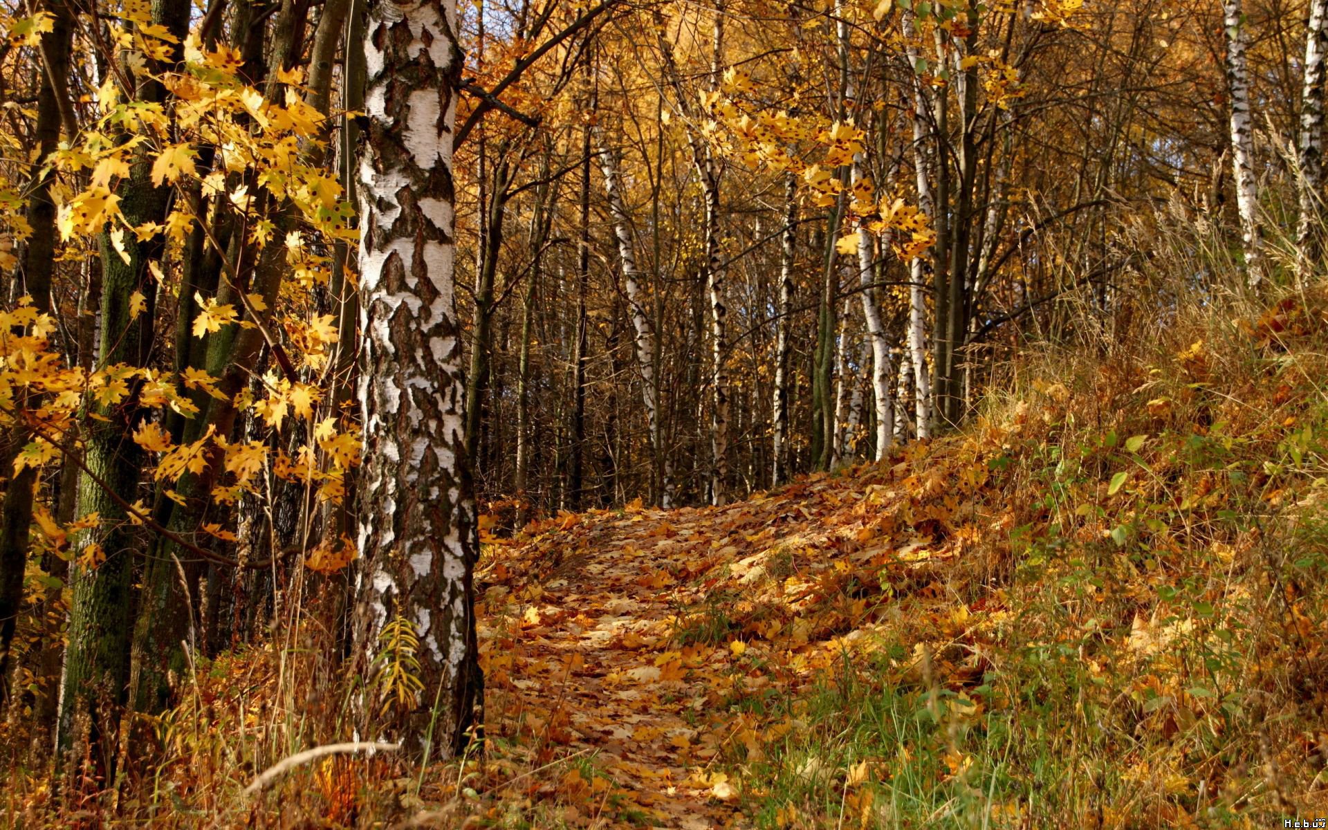 Fonds d'cran Nature Arbres - Forts 