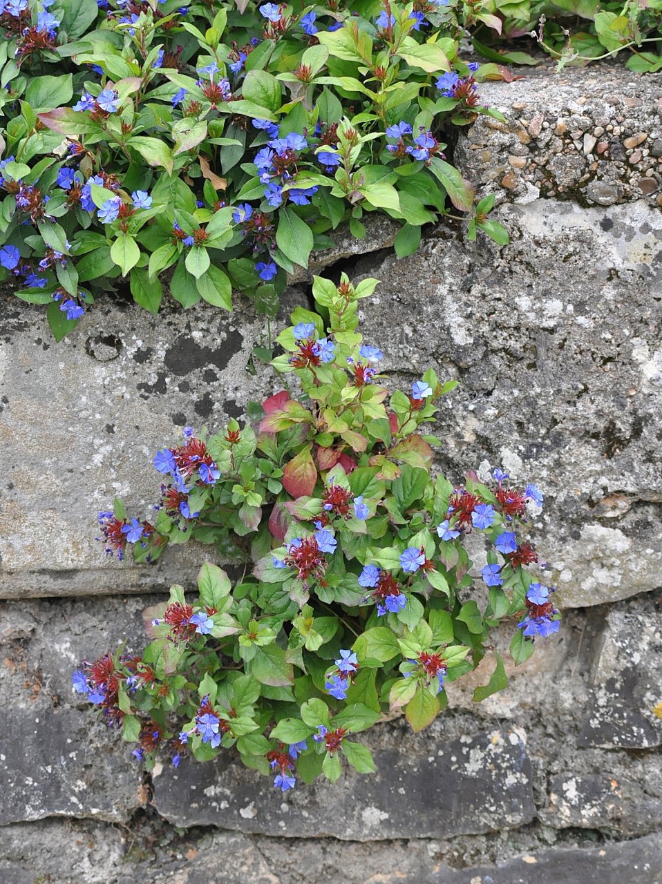 Fonds d'cran Nature Fleurs Fleurs et roc ... 