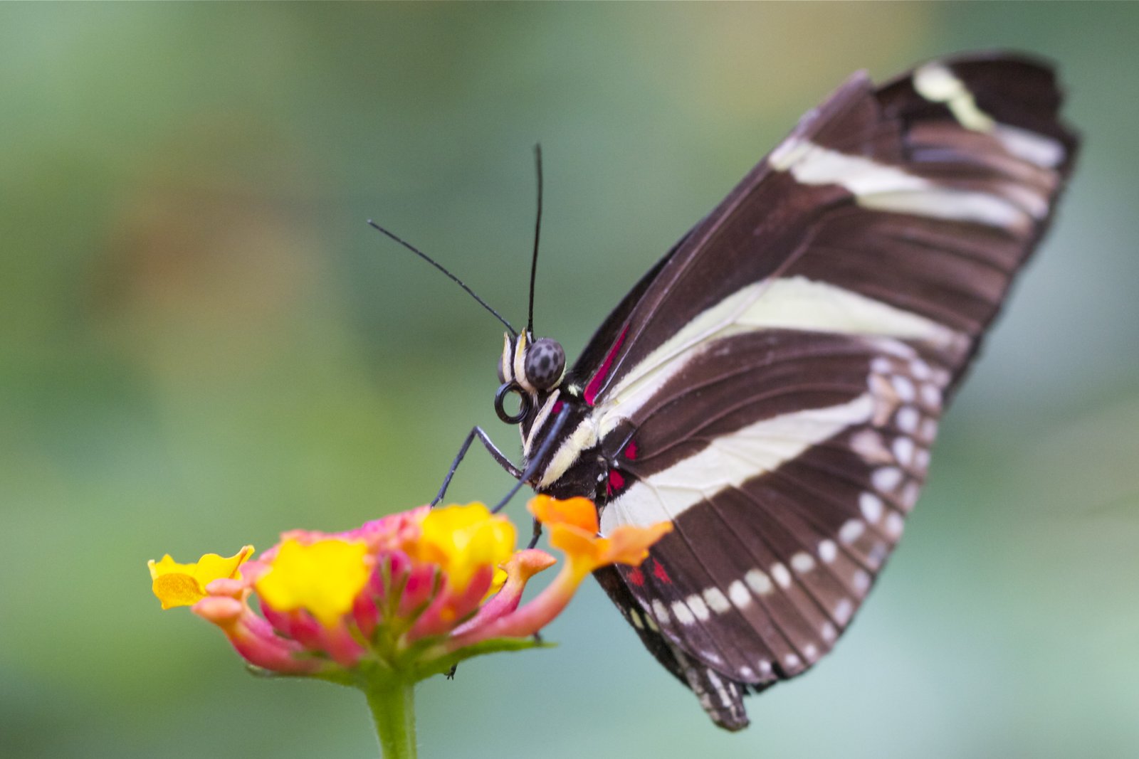 Wallpapers Animals Insects - Butterflies 