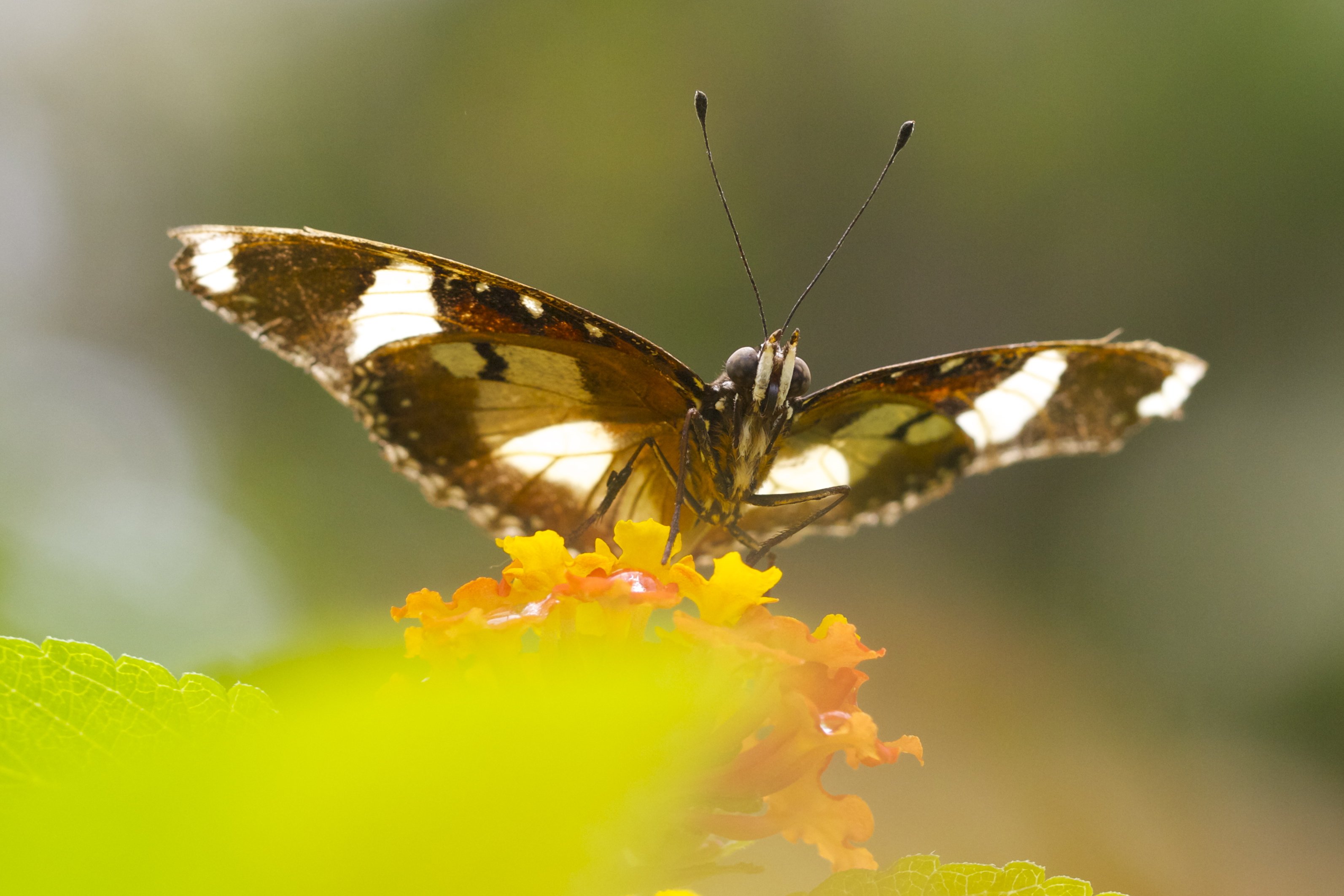 Wallpapers Animals Insects - Butterflies 