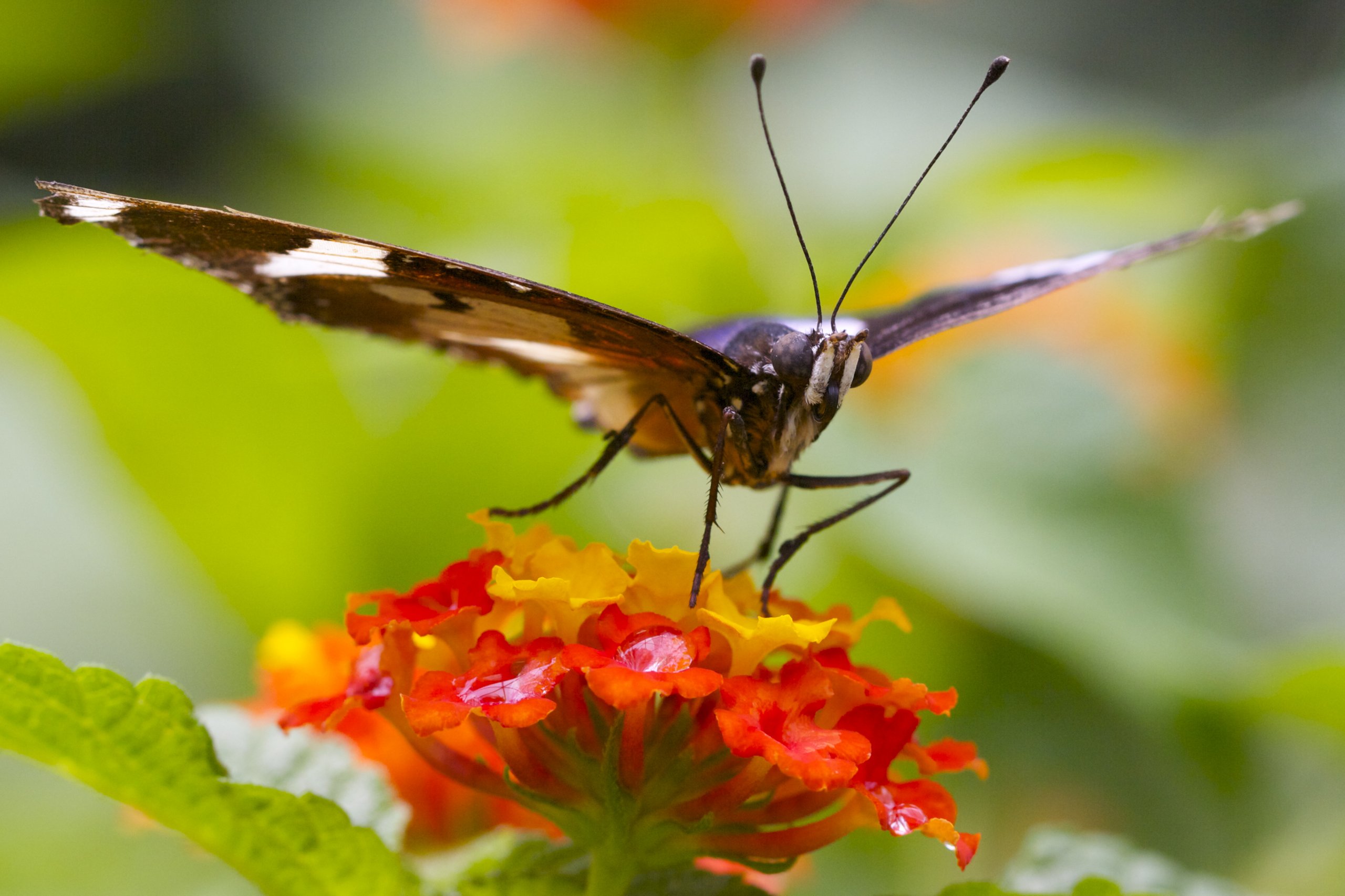 Wallpapers Animals Insects - Butterflies 