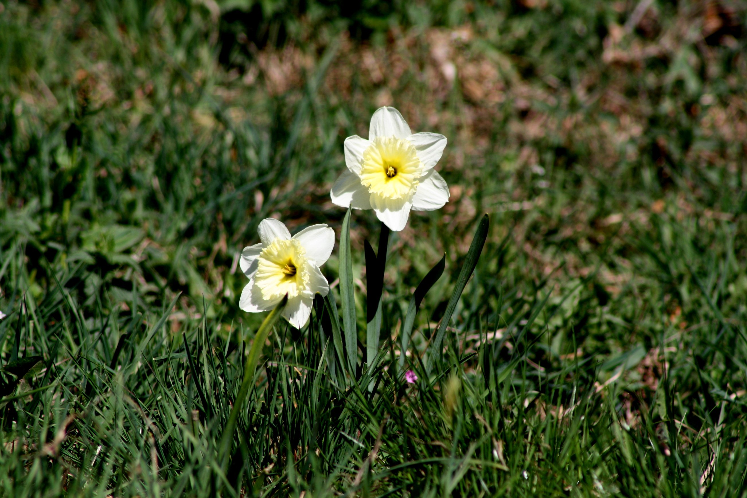 Wallpapers Nature Flowers fiore di montagna