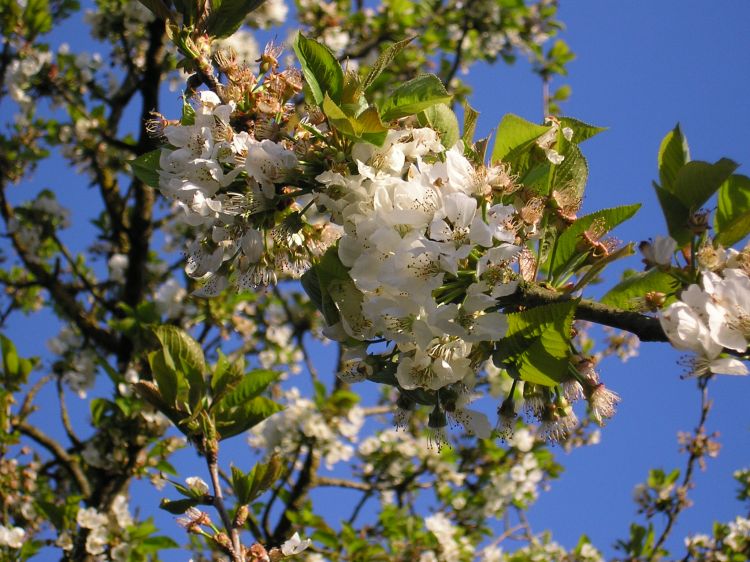 Fonds d'cran Nature Fleurs Cerisier en fleur