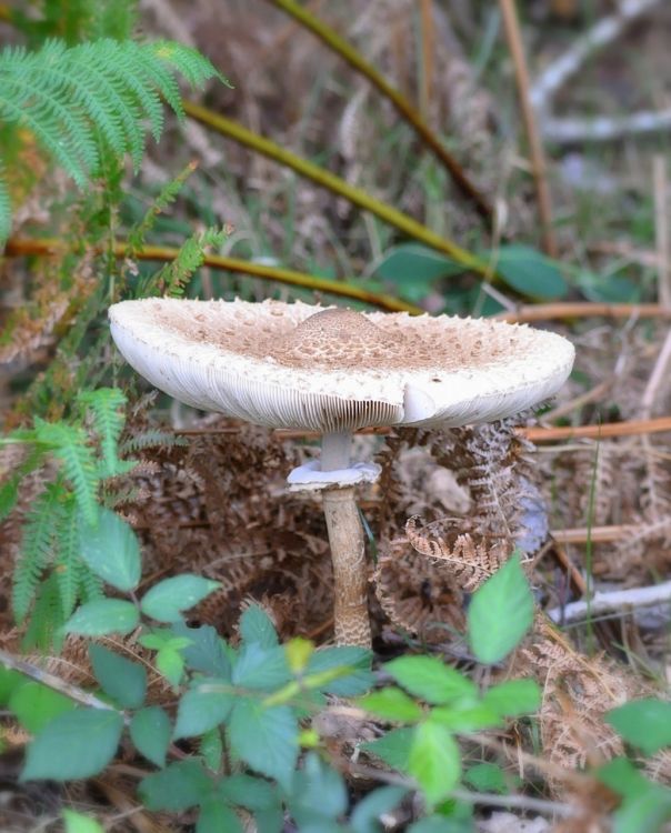 Fonds d'cran Nature Champignons Coulemelle