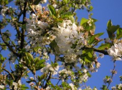  Nature Cerisier en fleur