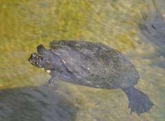  Animaux Tortue