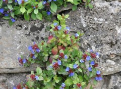  Nature Fleurs et roc ... 