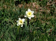  Nature fiore di montagna