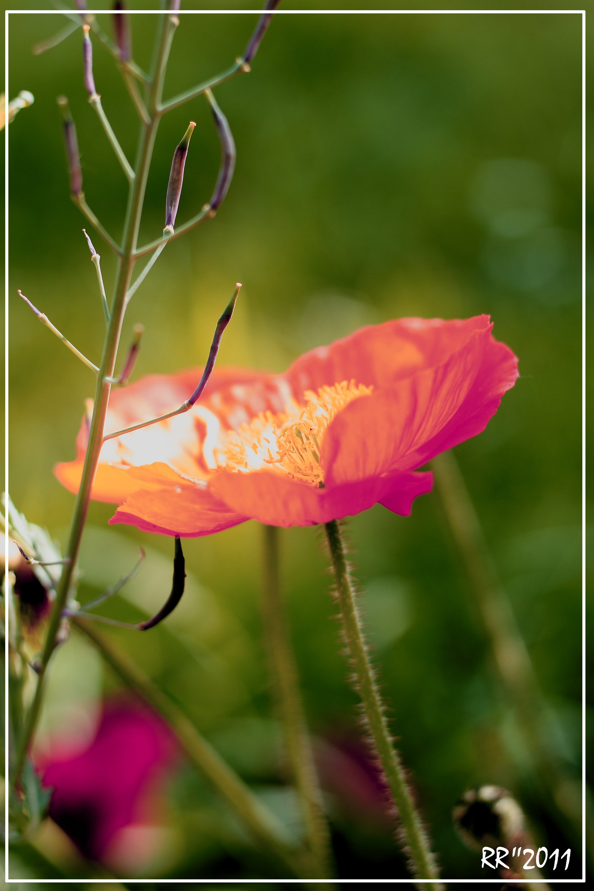 Fonds d'cran Nature Fleurs 