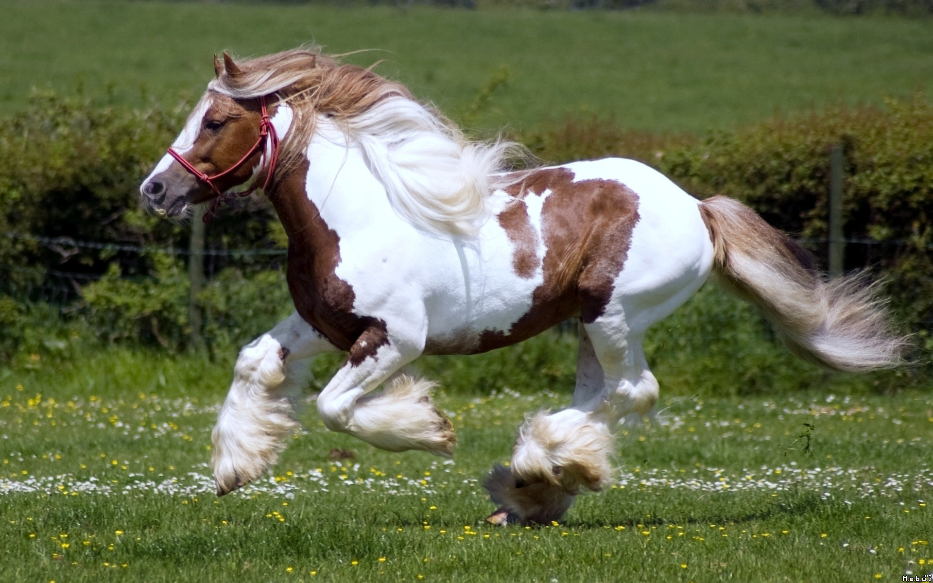 Fonds d'cran Animaux Chevaux 