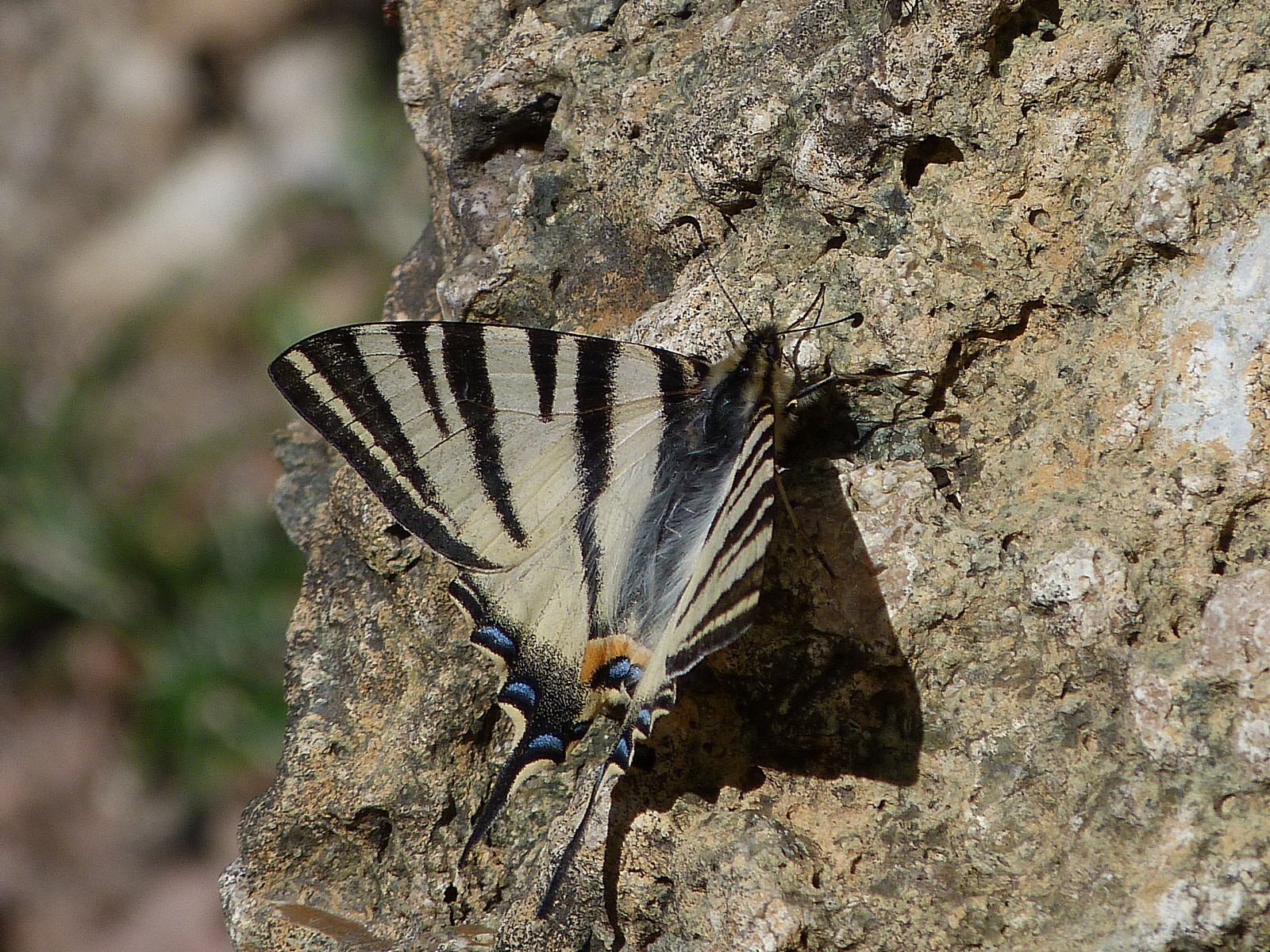 Wallpapers Animals Insects - Butterflies le flamb 