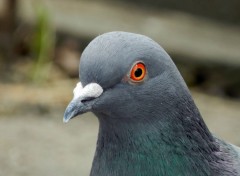  Animaux Pigeon 