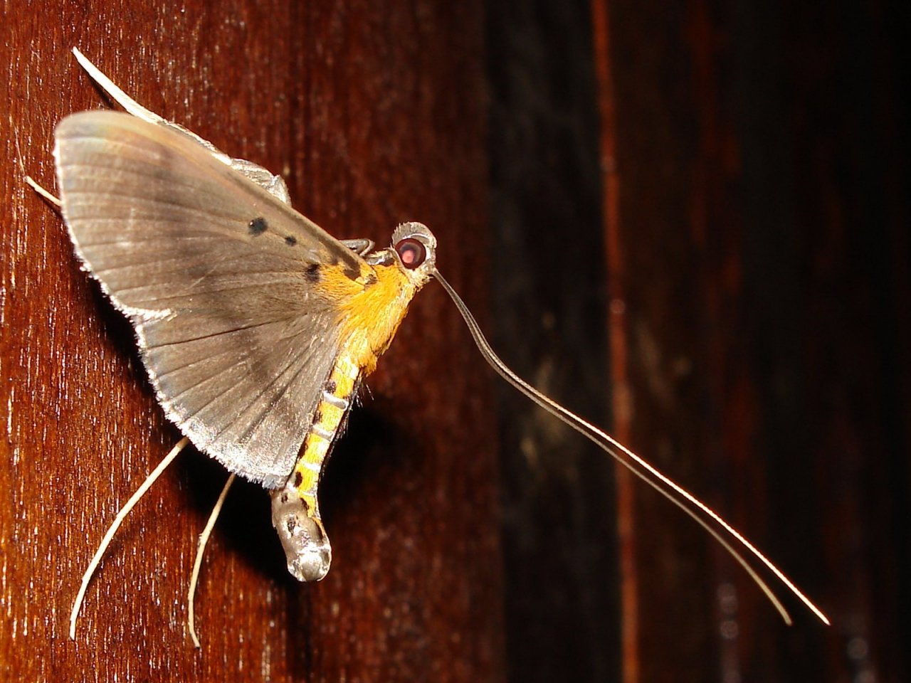 Fonds d'cran Animaux Insectes - Papillons 