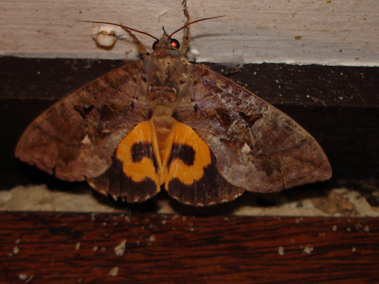 Fonds d'cran Animaux Insectes - Papillons sphinx