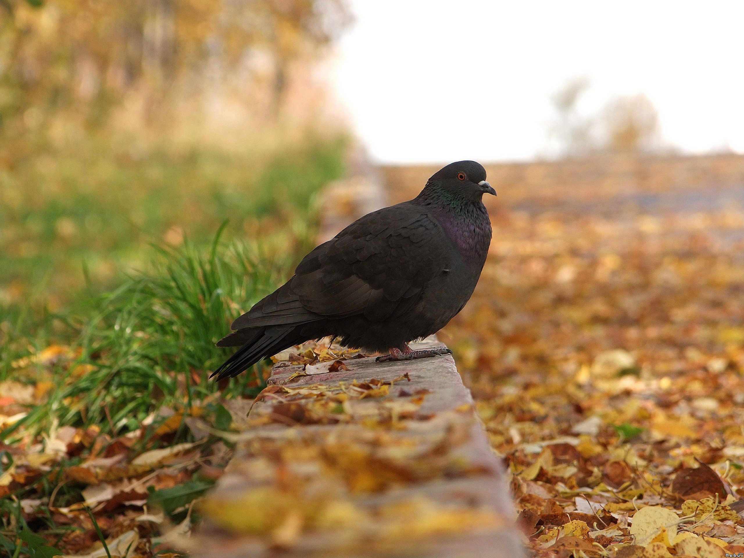 Wallpapers Animals Birds - Pigeons and Doves 