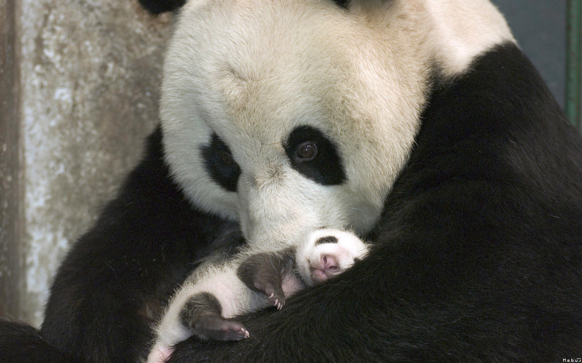 Fonds d'cran Animaux Pandas 