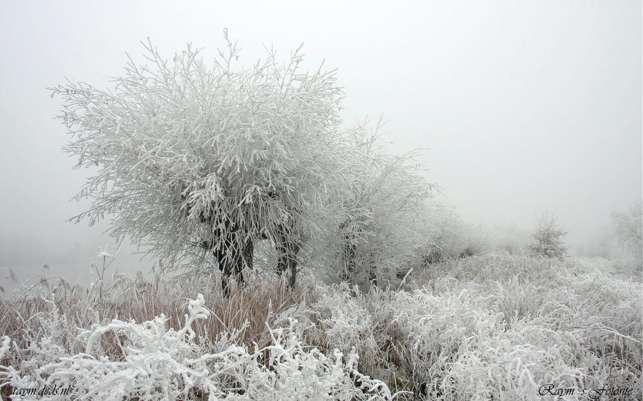 Fonds d'cran Nature Saisons - Hiver species 1-6