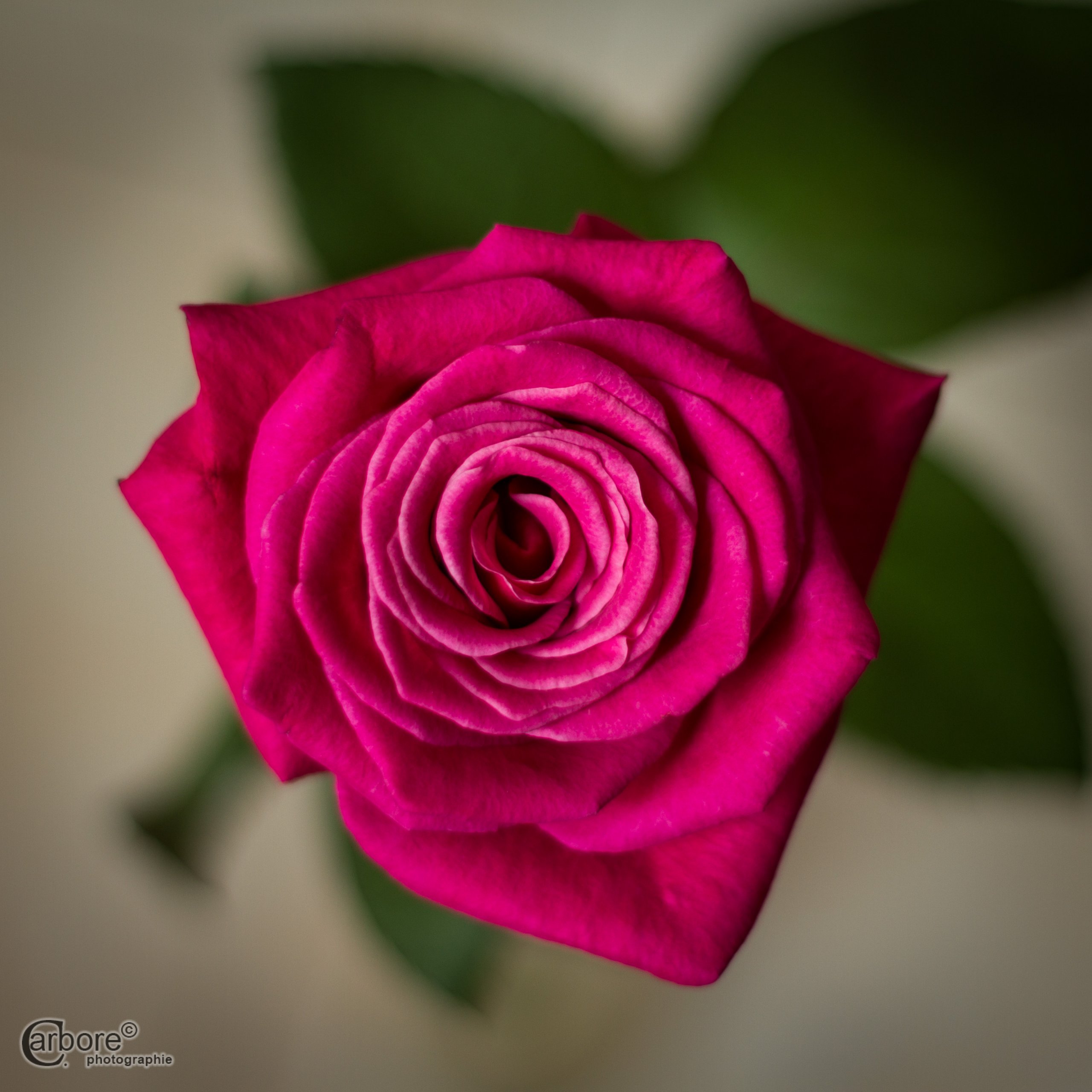 Fonds d'cran Nature Fleurs Une rose rose...