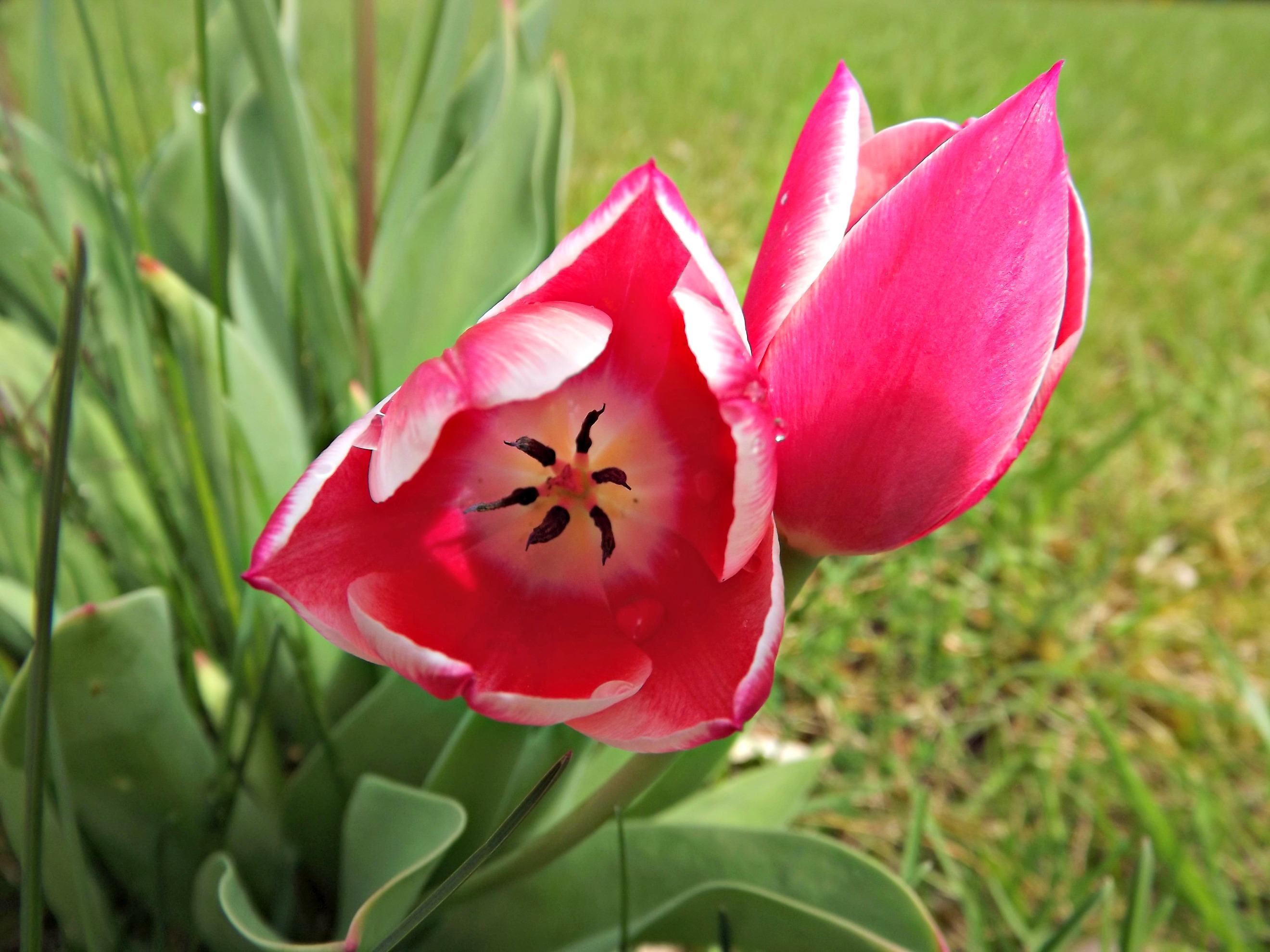 Wallpapers Nature Flowers les tulipes