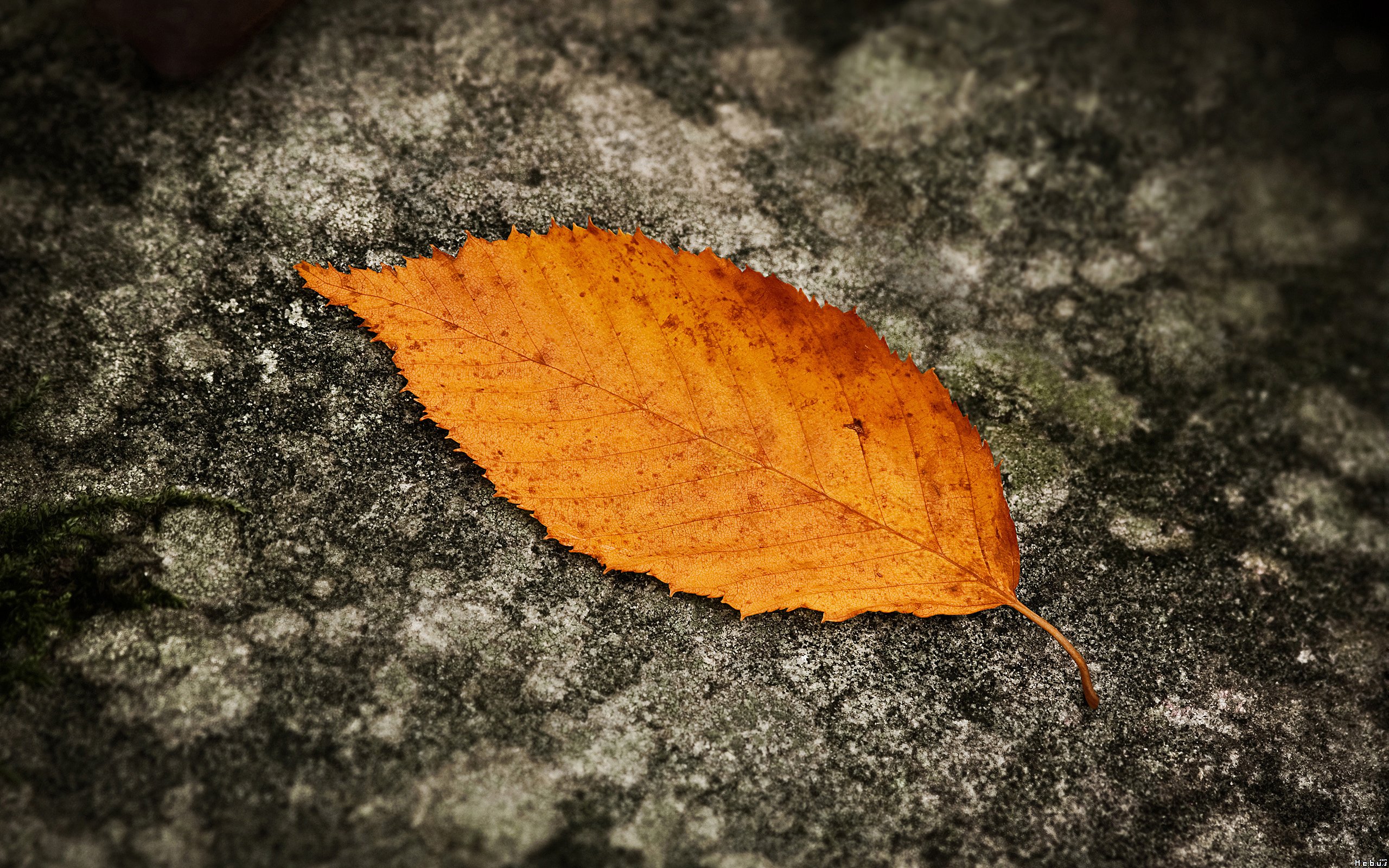 Wallpapers Nature Leaves - Foliage 