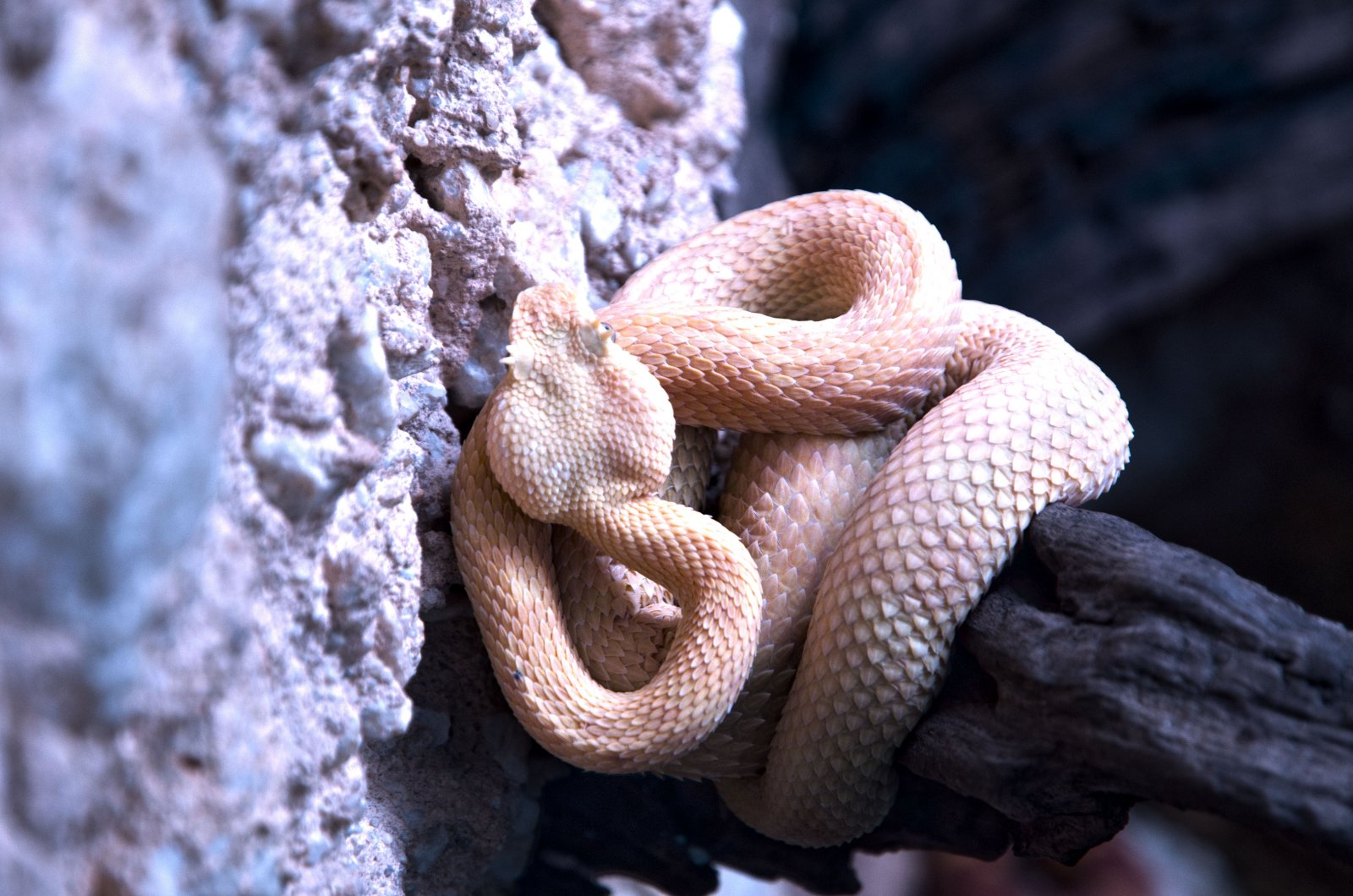 Wallpapers Animals Snakes Viper jaune du Costa Rica