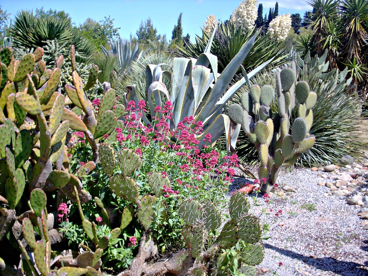 Fonds d'cran Nature Cactus cactus