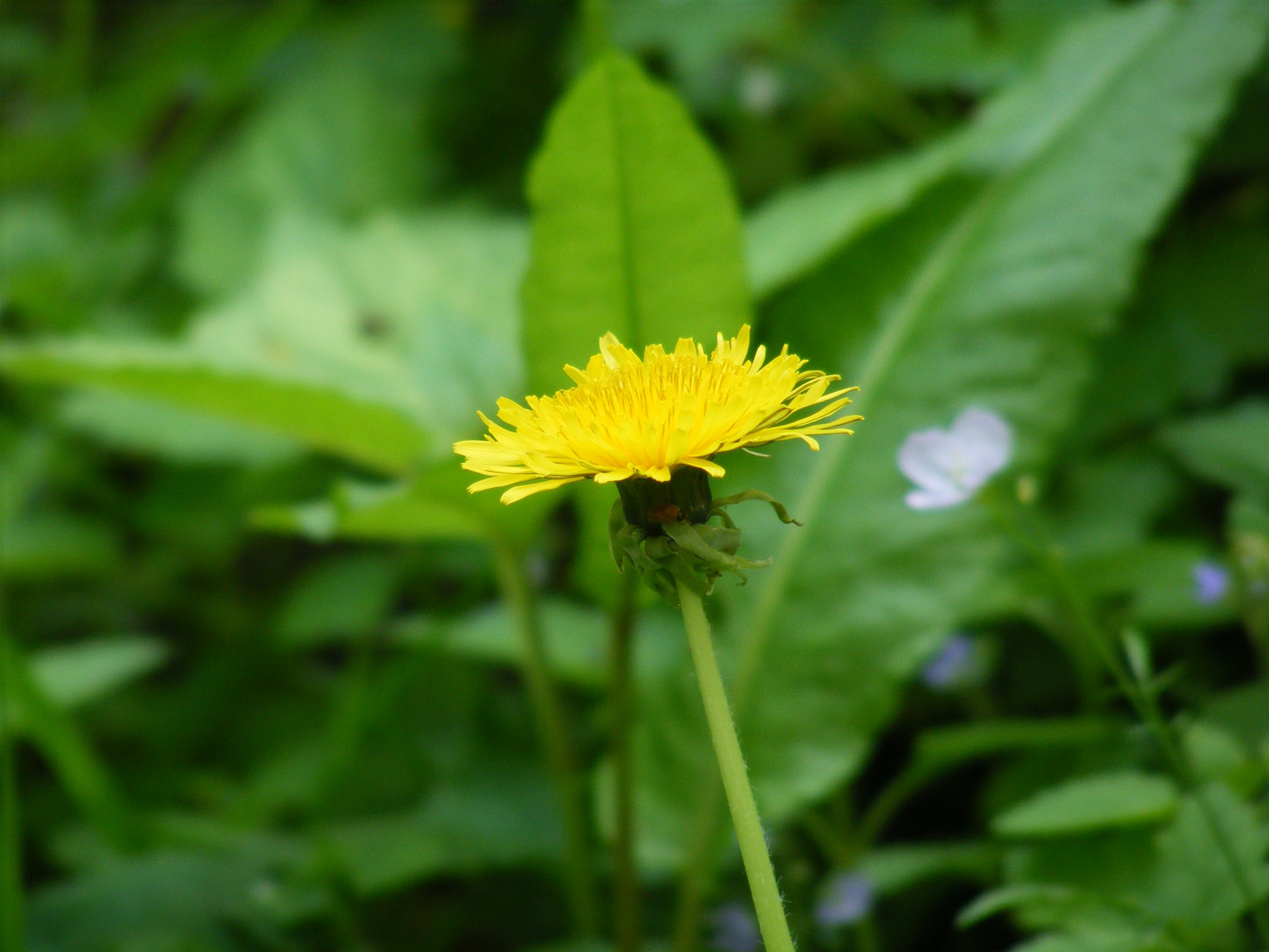 Fonds d'cran Nature Fleurs 