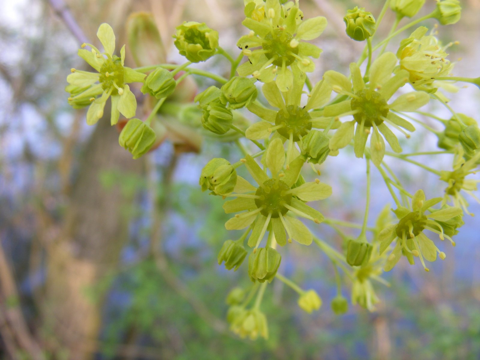 Wallpapers Nature Flowers 