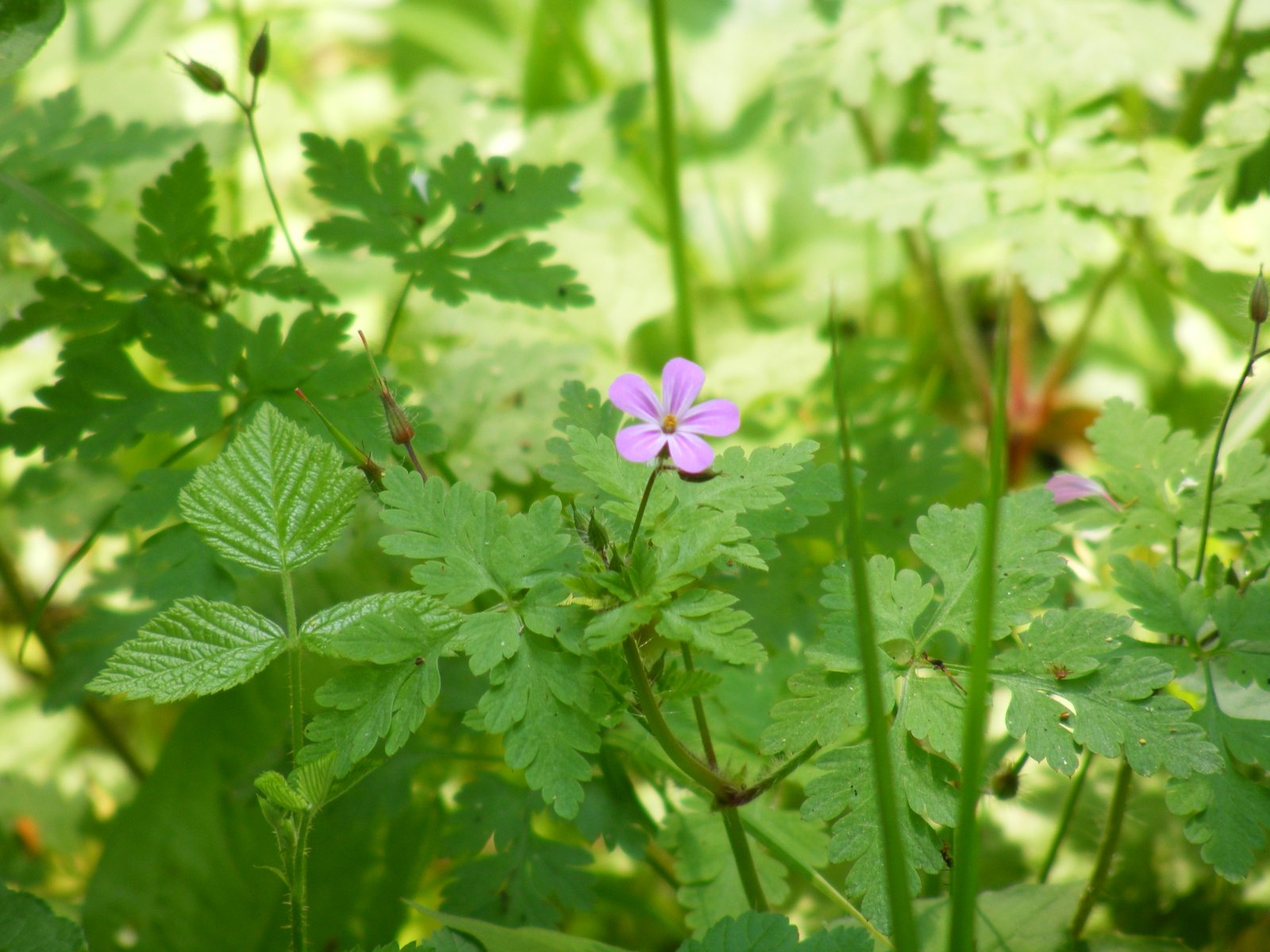 Fonds d'cran Nature Fleurs 