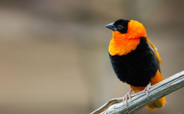 Wallpapers Animals Birds - Red Bishop Wallpaper N295823