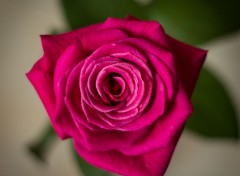  Nature Une rose rose...