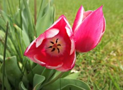  Nature les tulipes