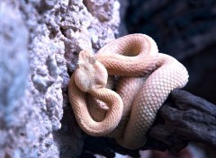  Animaux Viper jaune du Costa Rica