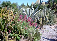  Nature cactus