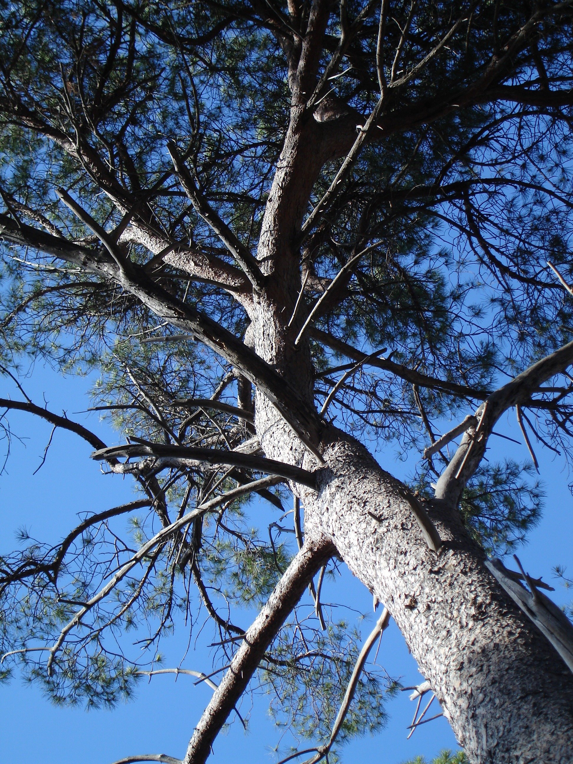 Fonds d'cran Nature Arbres - Forts 