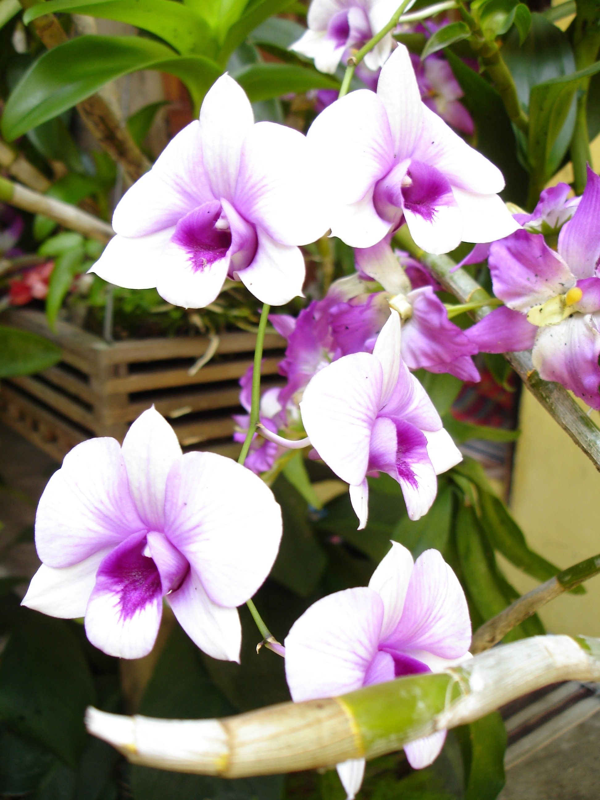 Fonds d'cran Nature Fleurs orchide