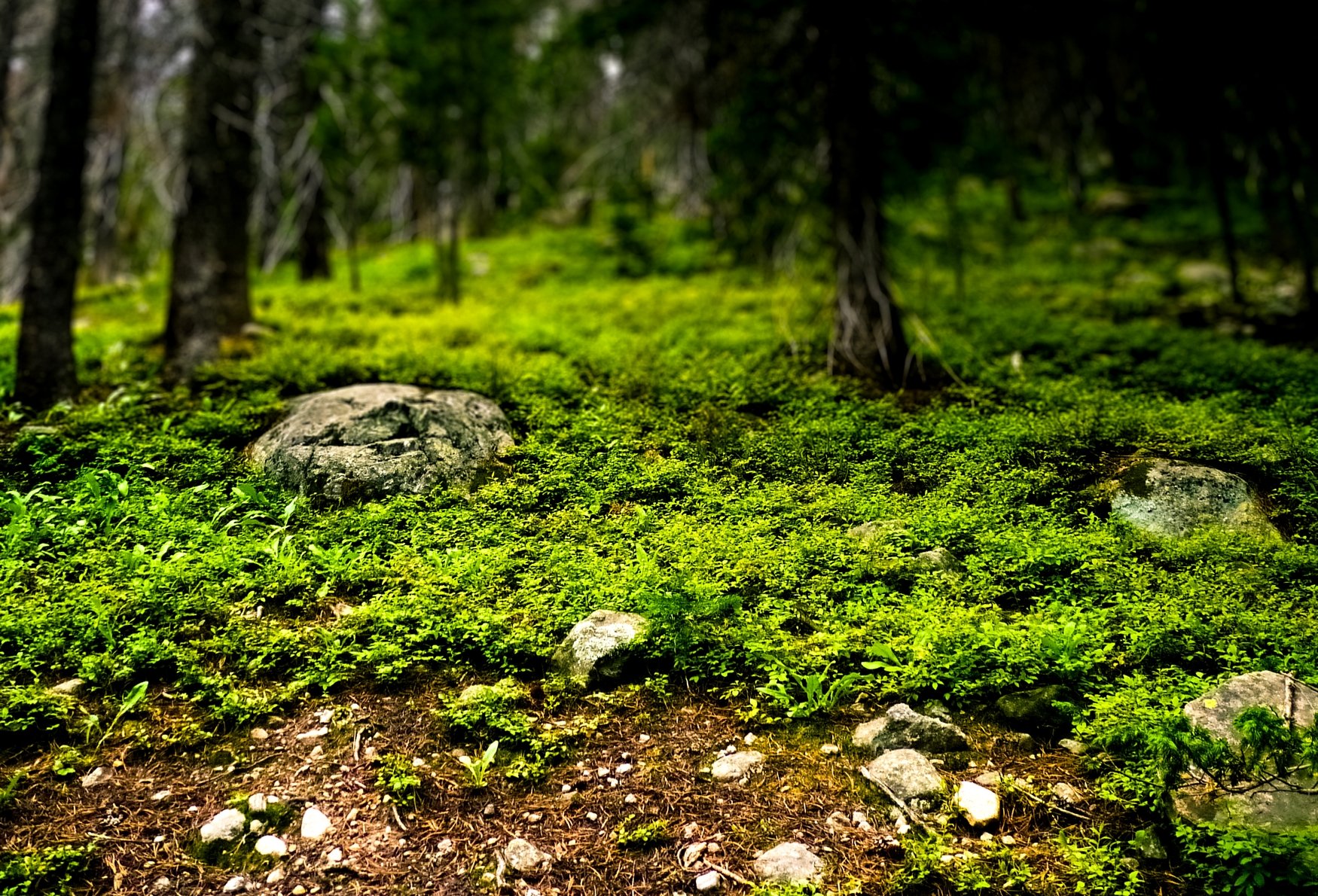 Wallpapers Nature Moss - Lichens Little forest