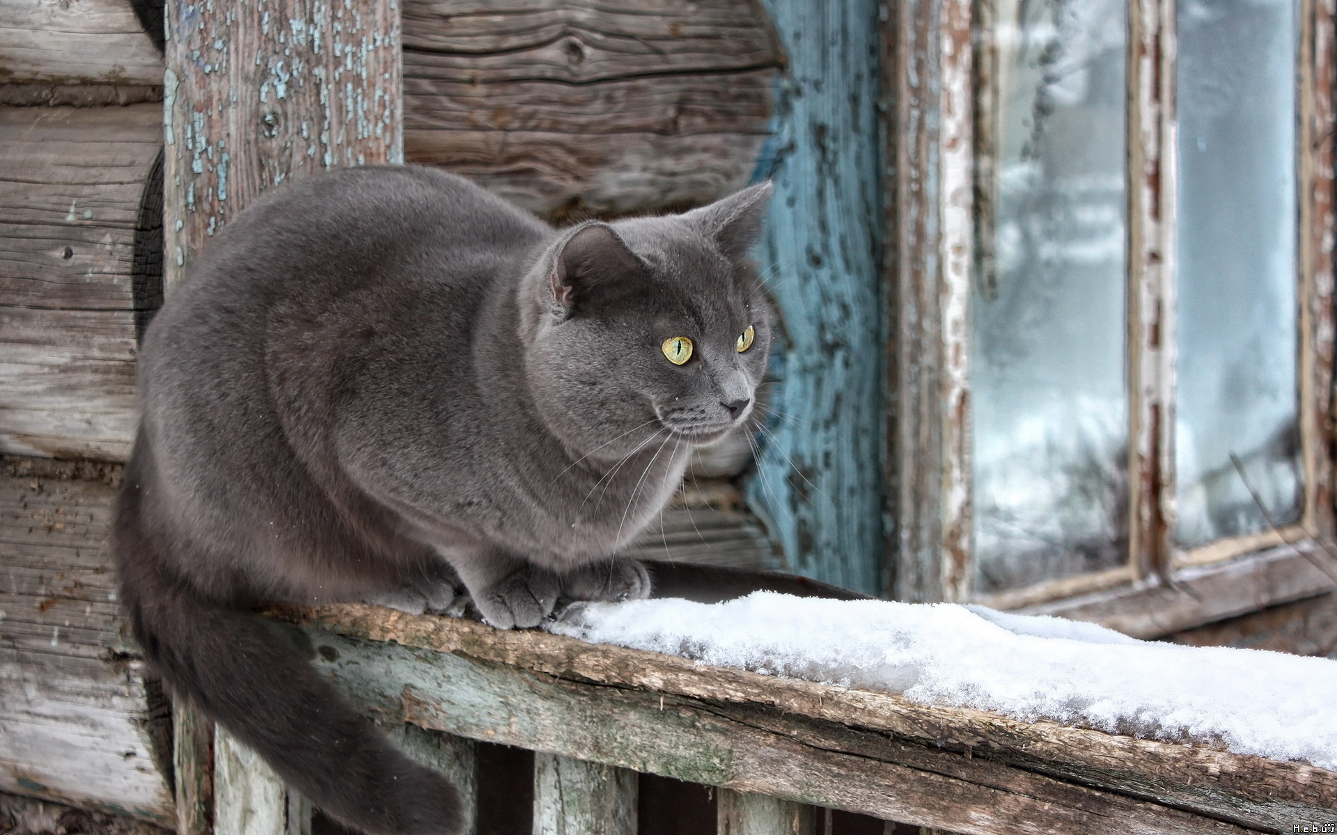 Fonds d'cran Animaux Chats - Chatons 