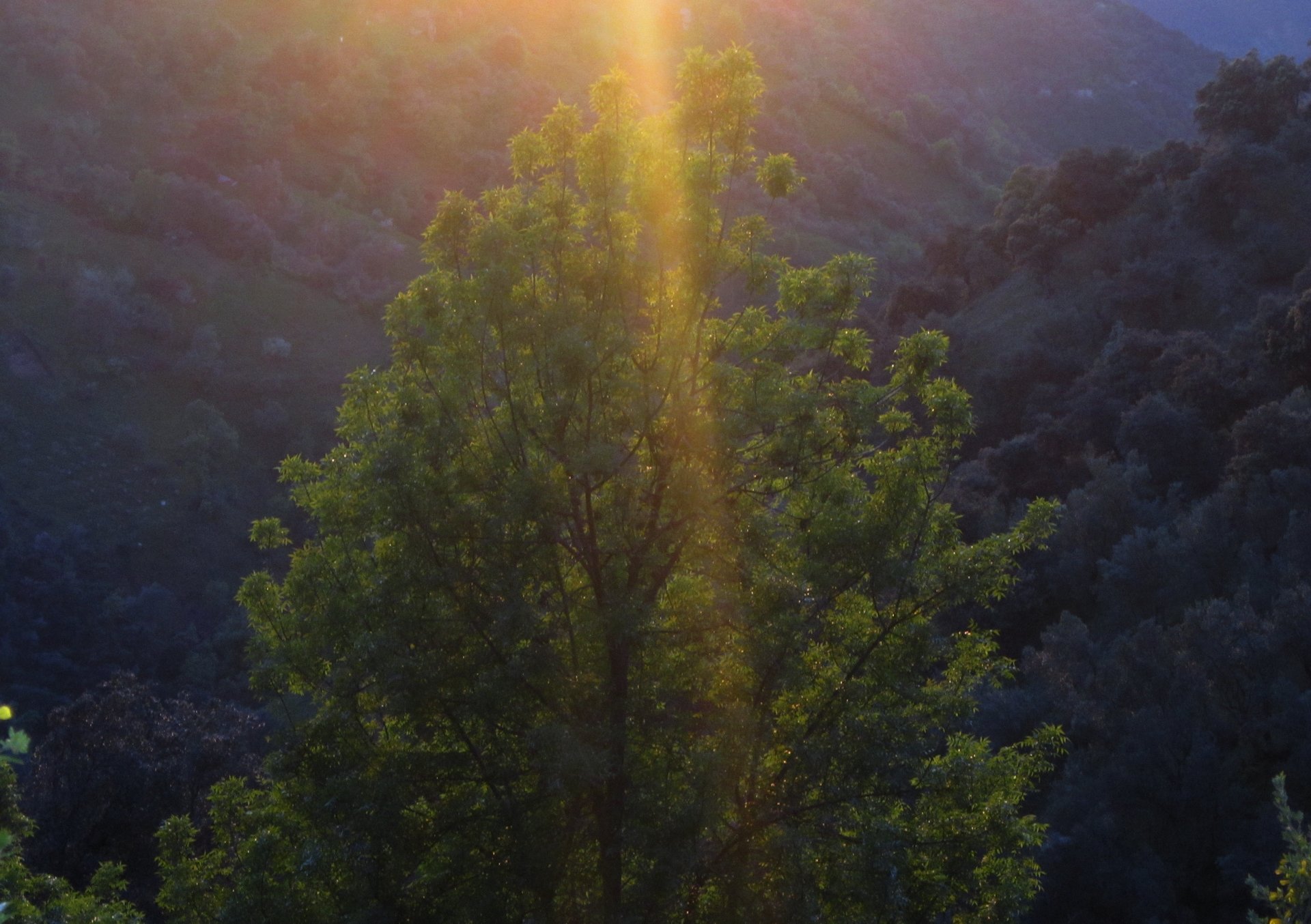 Fonds d'cran Nature Arbres - Forts 